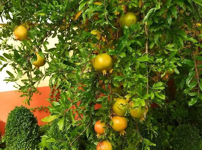 Pensjonat Dos Castanheiros